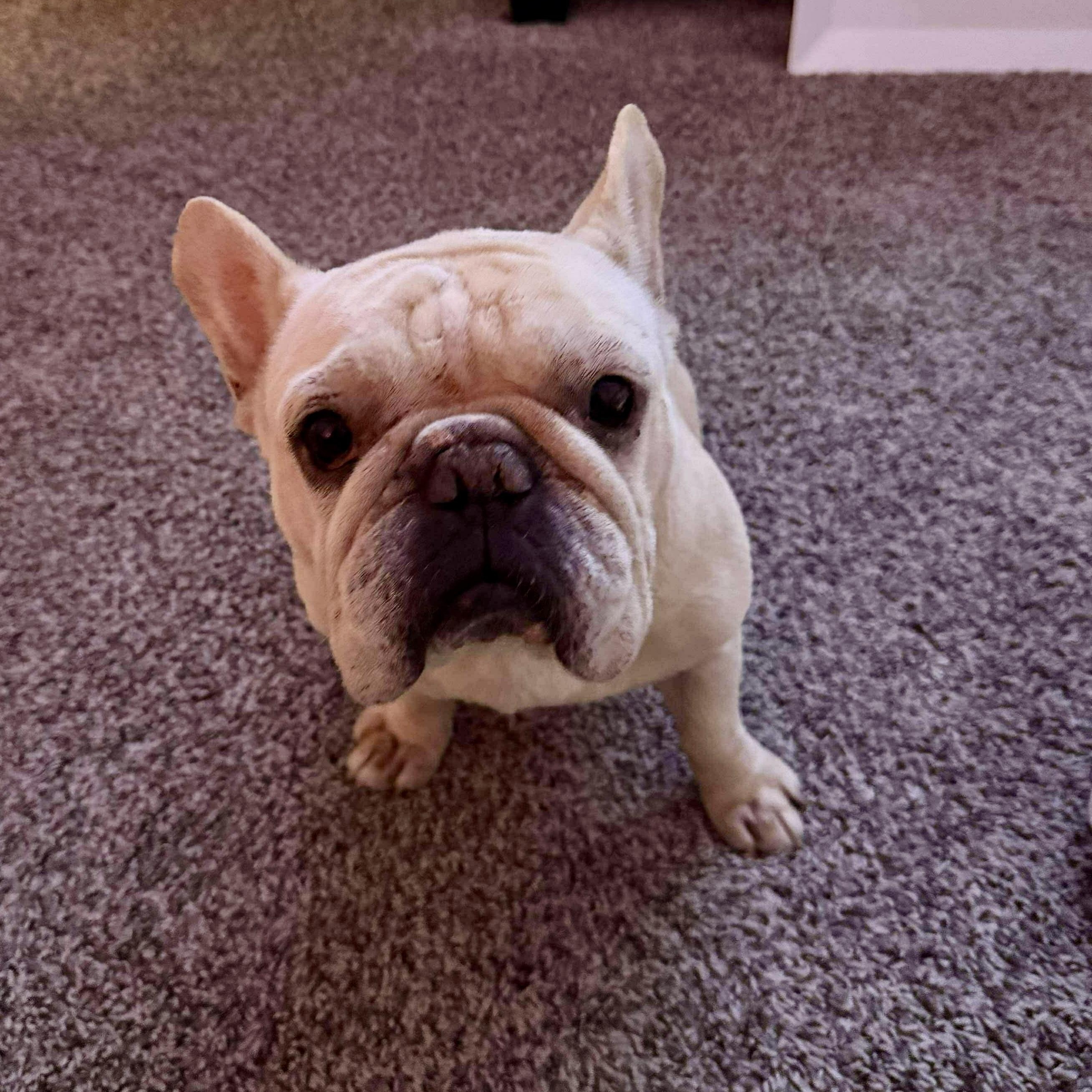 Enlarge Bruno, an adopted French Bulldog in Baytown, TX image 2/6