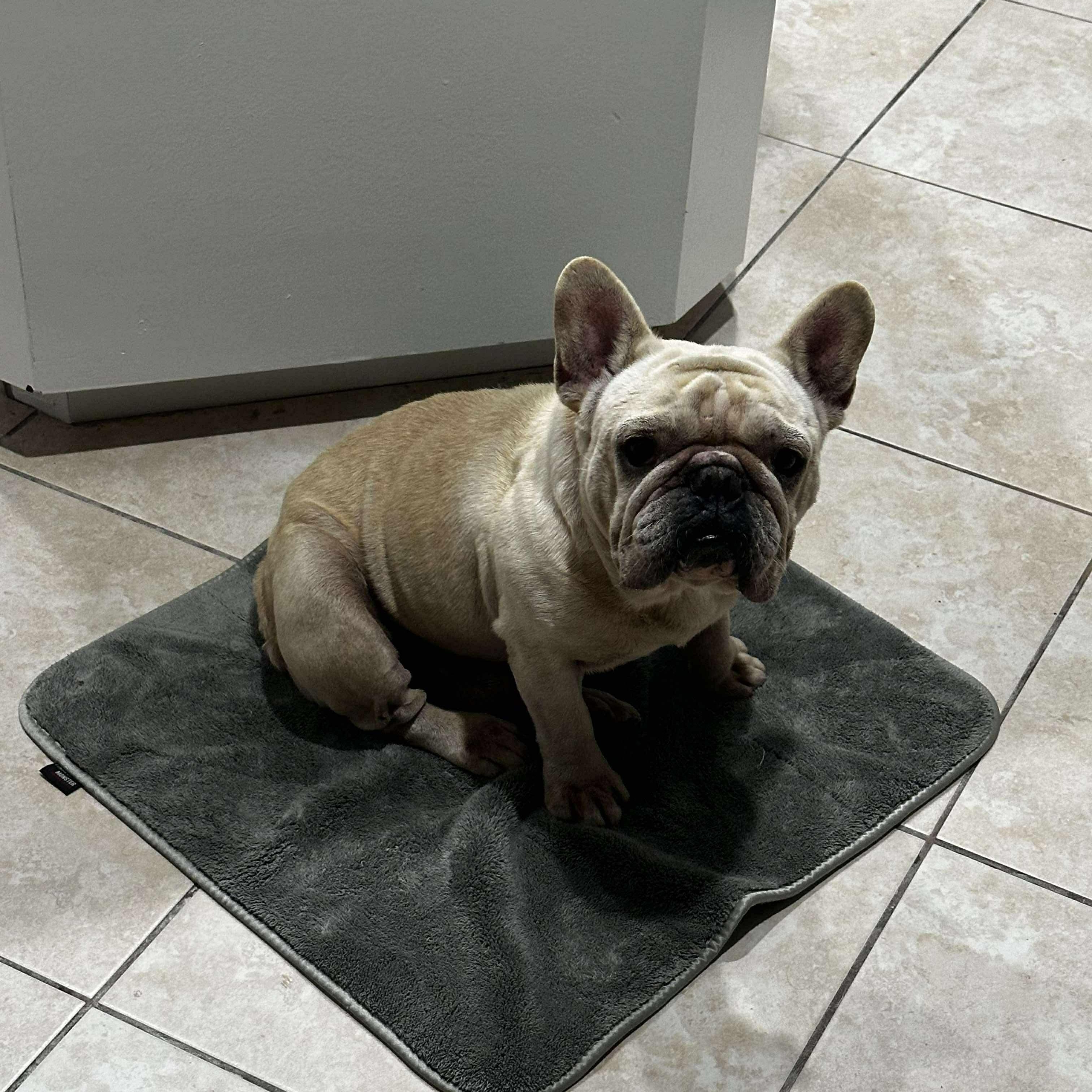 Enlarge Bruno, an adopted French Bulldog in Baytown, TX image 4/6