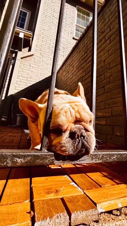 Enlarge Bruno, an adopted French Bulldog in Baytown, TX video 3/6