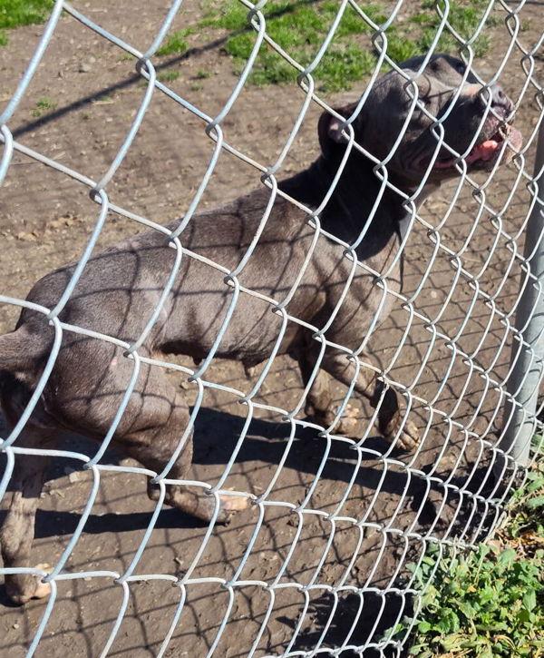 Enlarge Darla, a Adoptable mixed breed in Cleveland, TN image 1/1