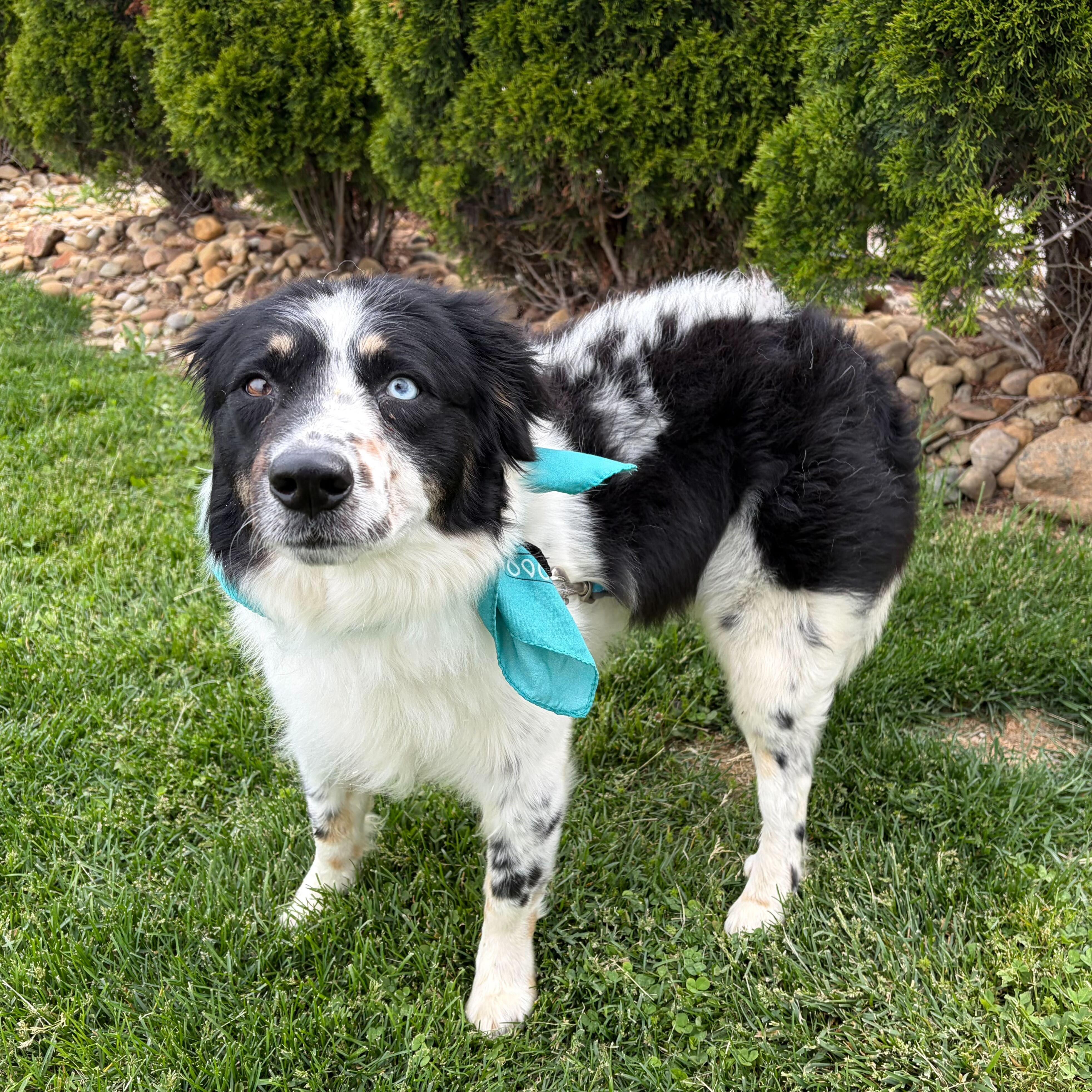 Pope, adopted, Adult Male Mixed Breed.