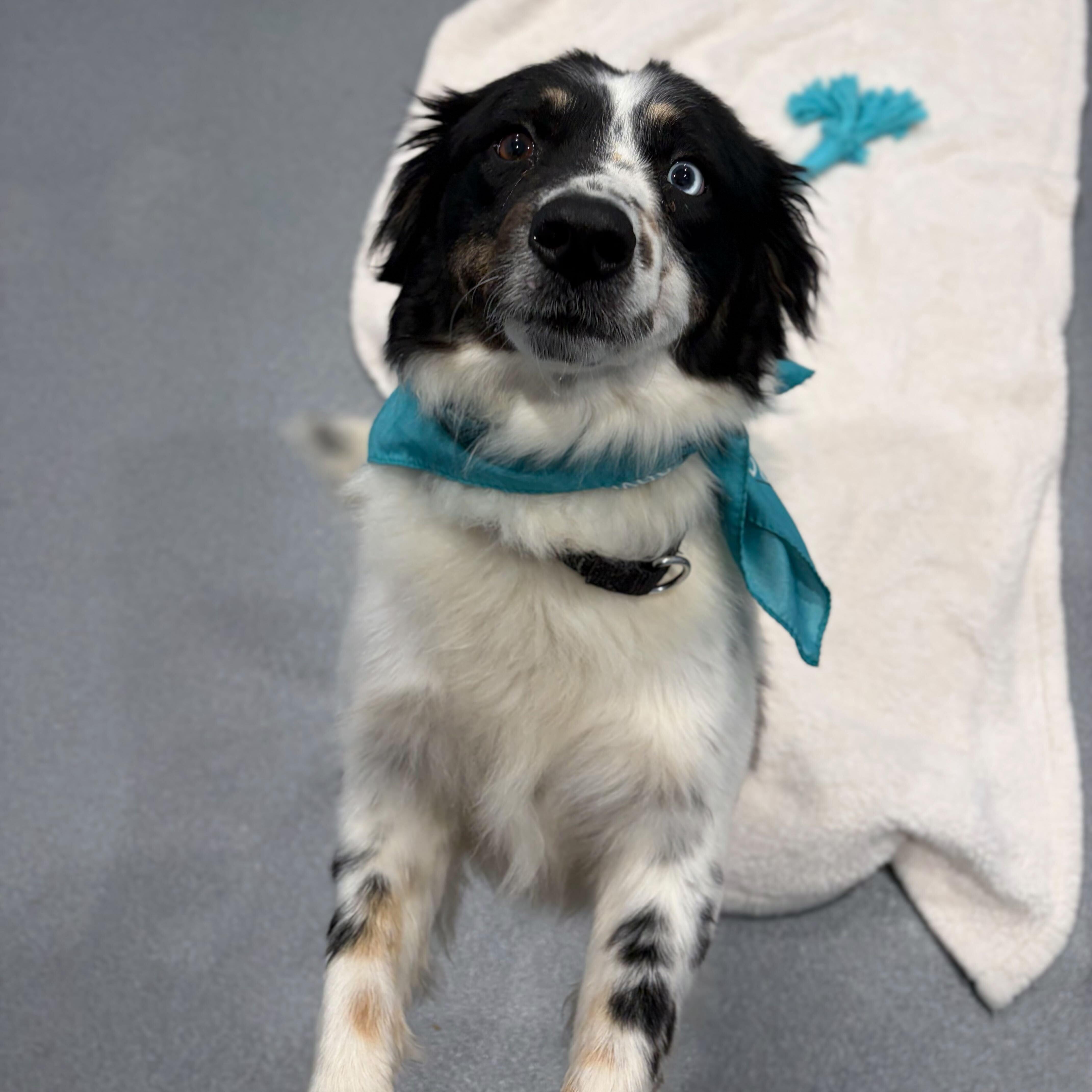 Enlarge Pope, an adopted Mixed Breed in Canal Winchester, OH image 3/3