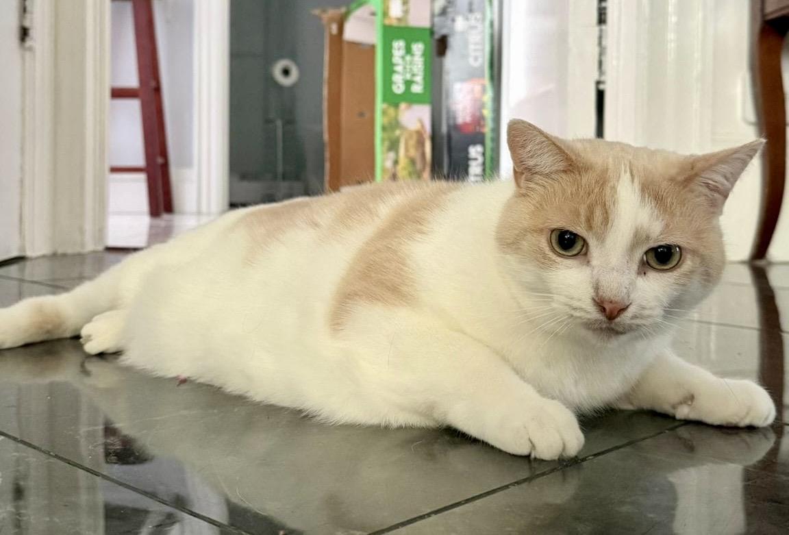 Bolt (bonded with Ophelia), a ADOPTABLE Domestic Short Hair in Toronto, ON image 4/6