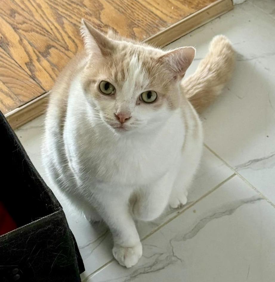 Bolt (bonded with Ophelia), a ADOPTABLE Domestic Short Hair in Toronto, ON image 1/6