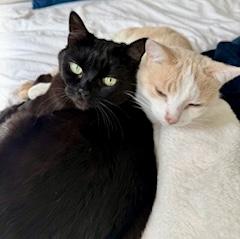 Bolt (bonded with Ophelia), a ADOPTABLE Domestic Short Hair in Toronto, ON image 6/6