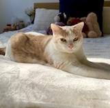 Bolt (bonded with Ophelia), a ADOPTABLE Domestic Short Hair in Toronto, ON image 3/6