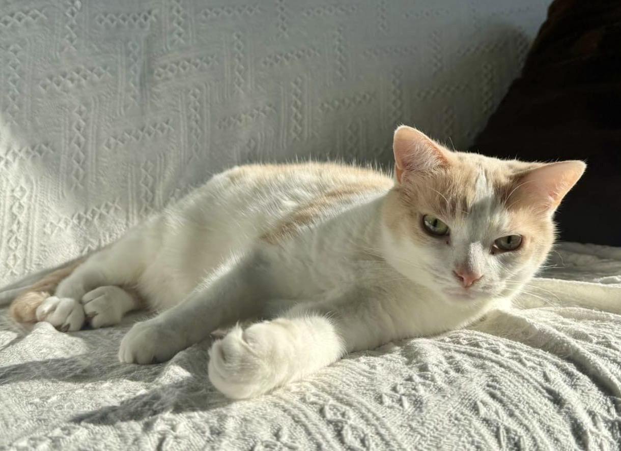 Bolt (bonded with Ophelia), a ADOPTABLE Domestic Short Hair in Toronto, ON image 5/6