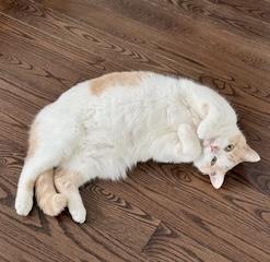 Bolt (bonded with Ophelia), a ADOPTABLE Domestic Short Hair in Toronto, ON image 2/6
