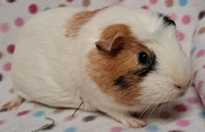 Marnie , adoptable, Adult Female Guinea Pig.