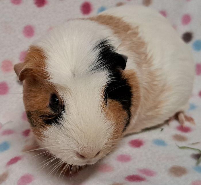 Marnie , an adoptable Guinea Pig in Gary, IN image 2/4