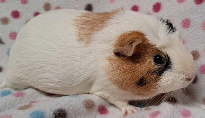 Marnie , an adoptable Guinea Pig in Gary, IN image 4/4