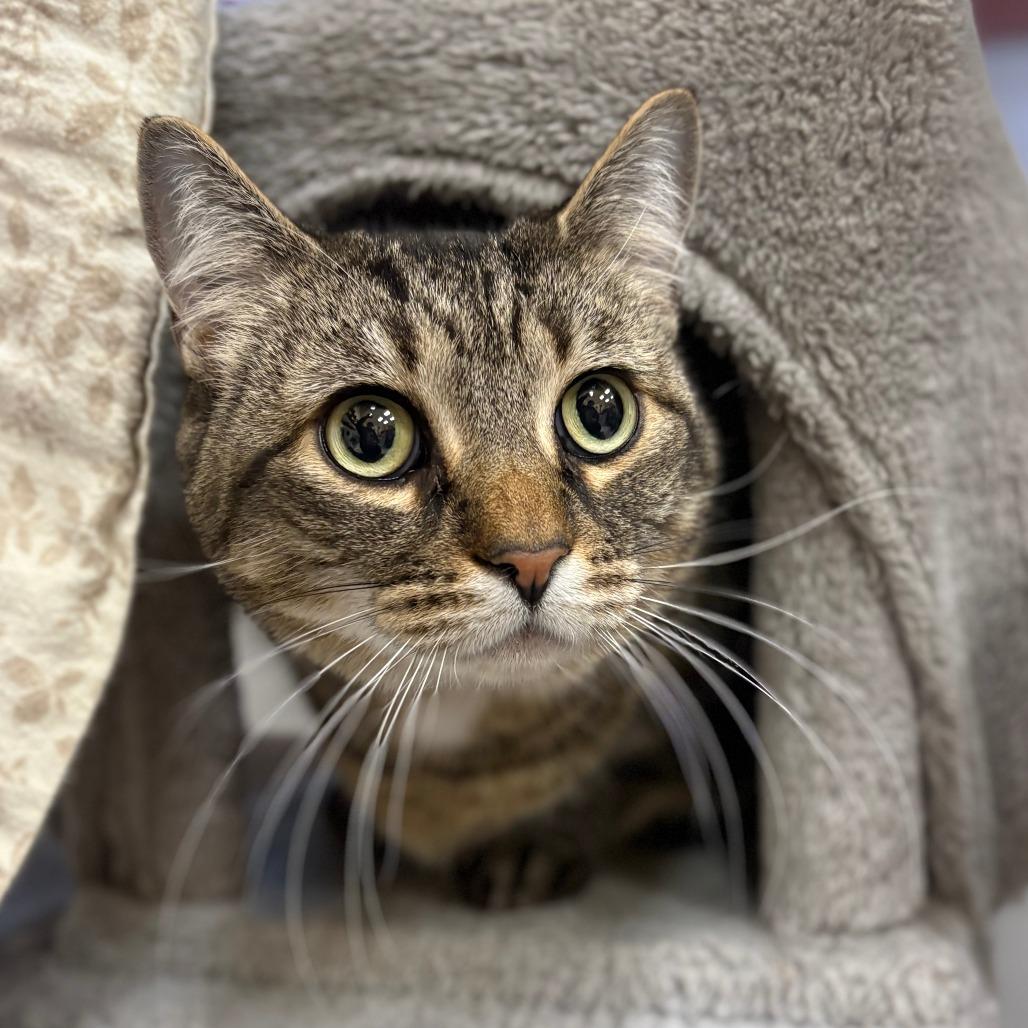 Enlarge Kai, a Adoptable Domestic Short Hair in Bedford, NH image 2/3