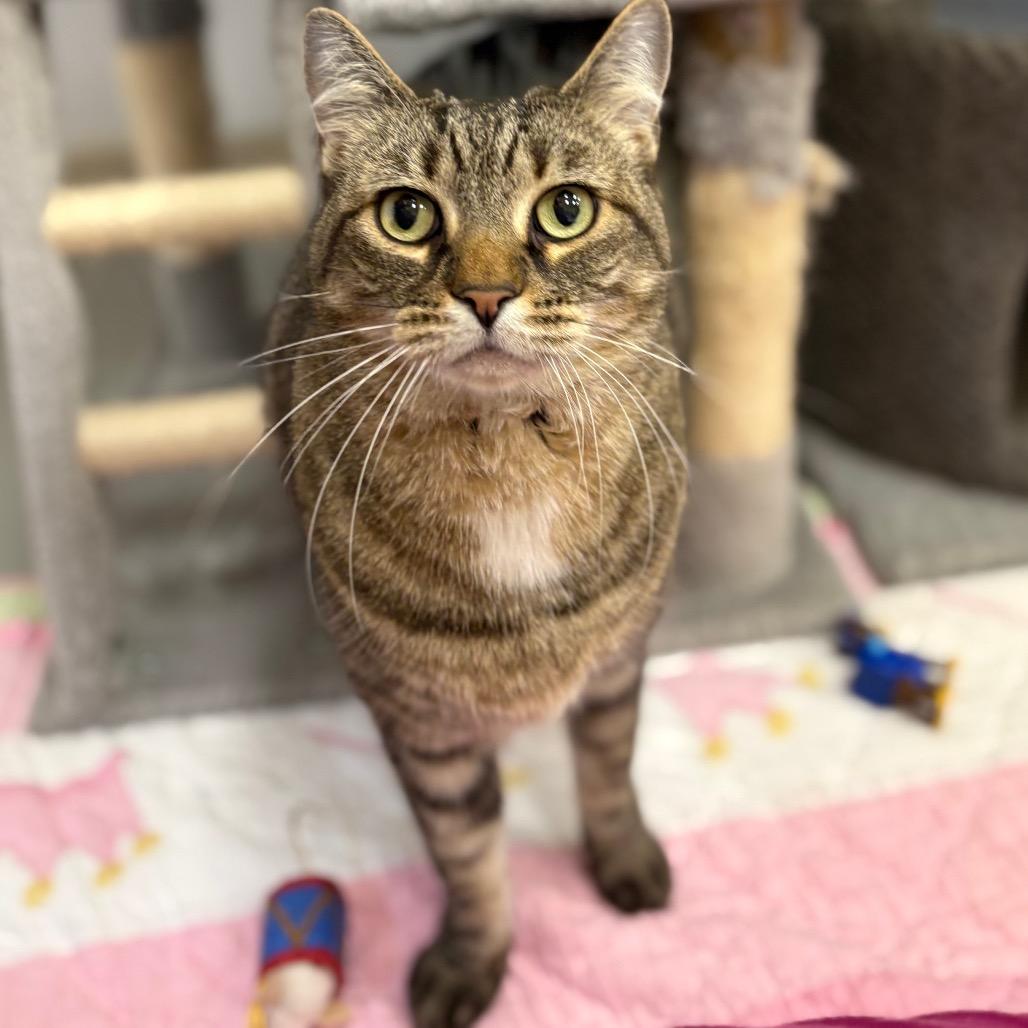 Enlarge Kai, a Adoptable Domestic Short Hair in Bedford, NH image 3/3