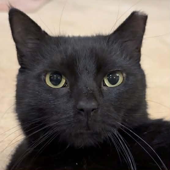 Clover, Adoptable, Adult Male Domestic Short Hair.