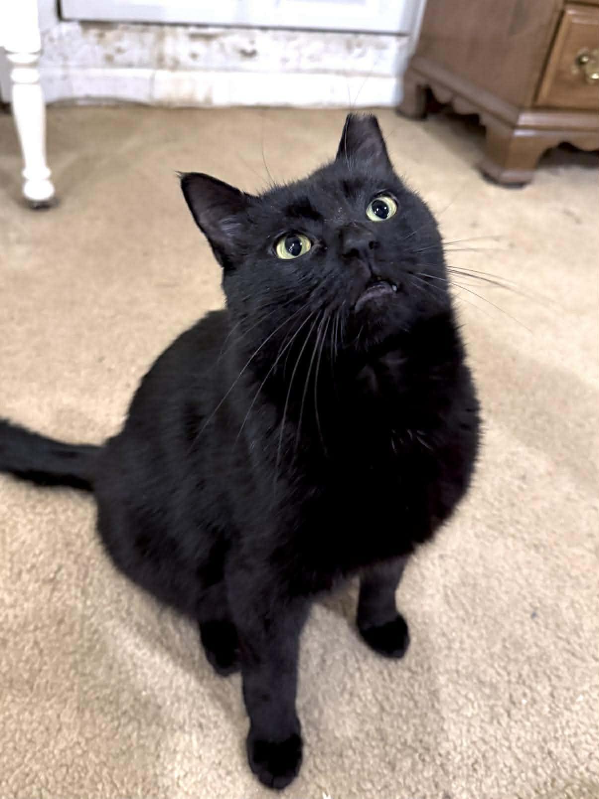 Enlarge Clover, a Adoptable mixed breed in Pittsburgh, PA image 3/5