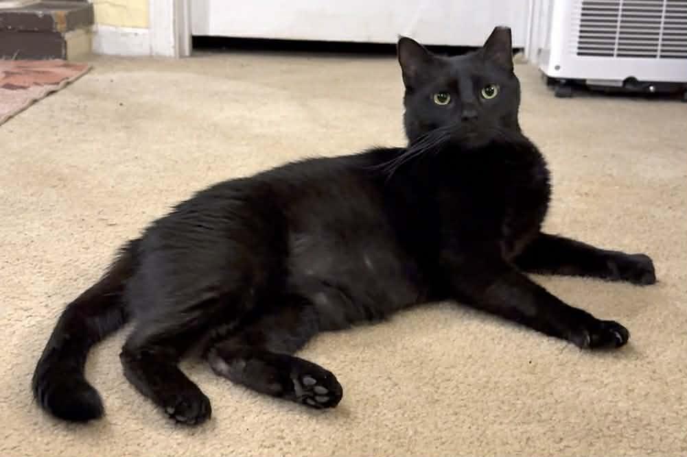 Enlarge Clover, a Adoptable mixed breed in Pittsburgh, PA image 4/5