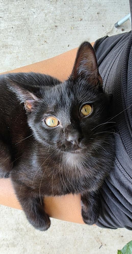 Choco Nano — thumbnail 2