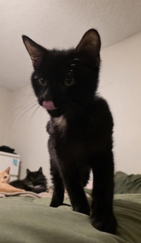 Choco Nano — thumbnail 3