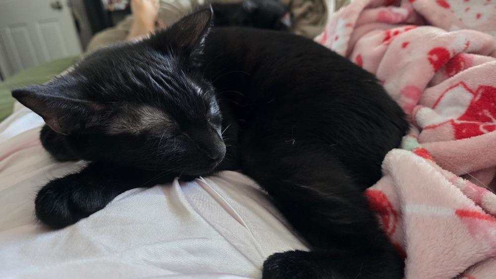 Choco Nano — thumbnail 4