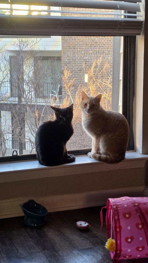 Choco Nano — thumbnail 5