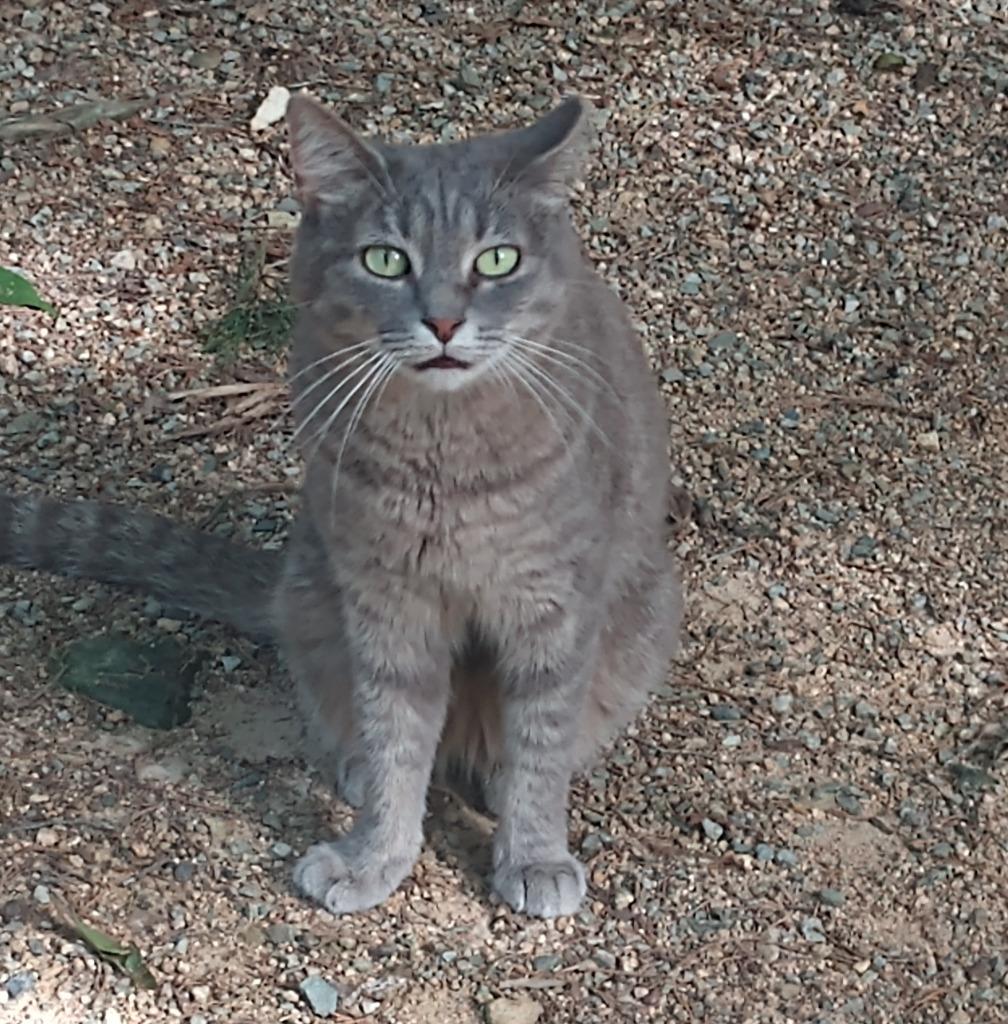 Enlarge Dixie, a Adoptable mixed breed in Pittsboro, NC image 2/3