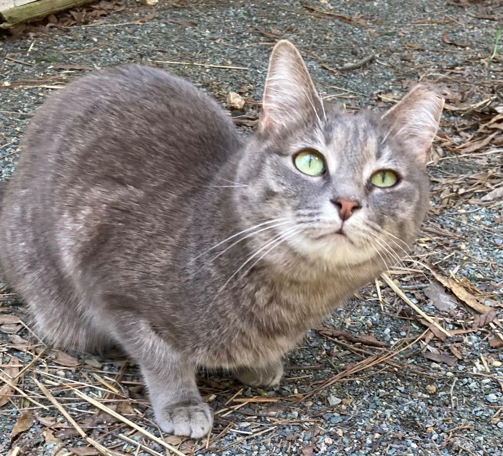 Enlarge Dixie, a Adoptable mixed breed in Pittsboro, NC image 3/3