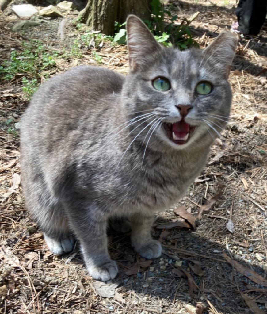 Dixie — thumbnail 3