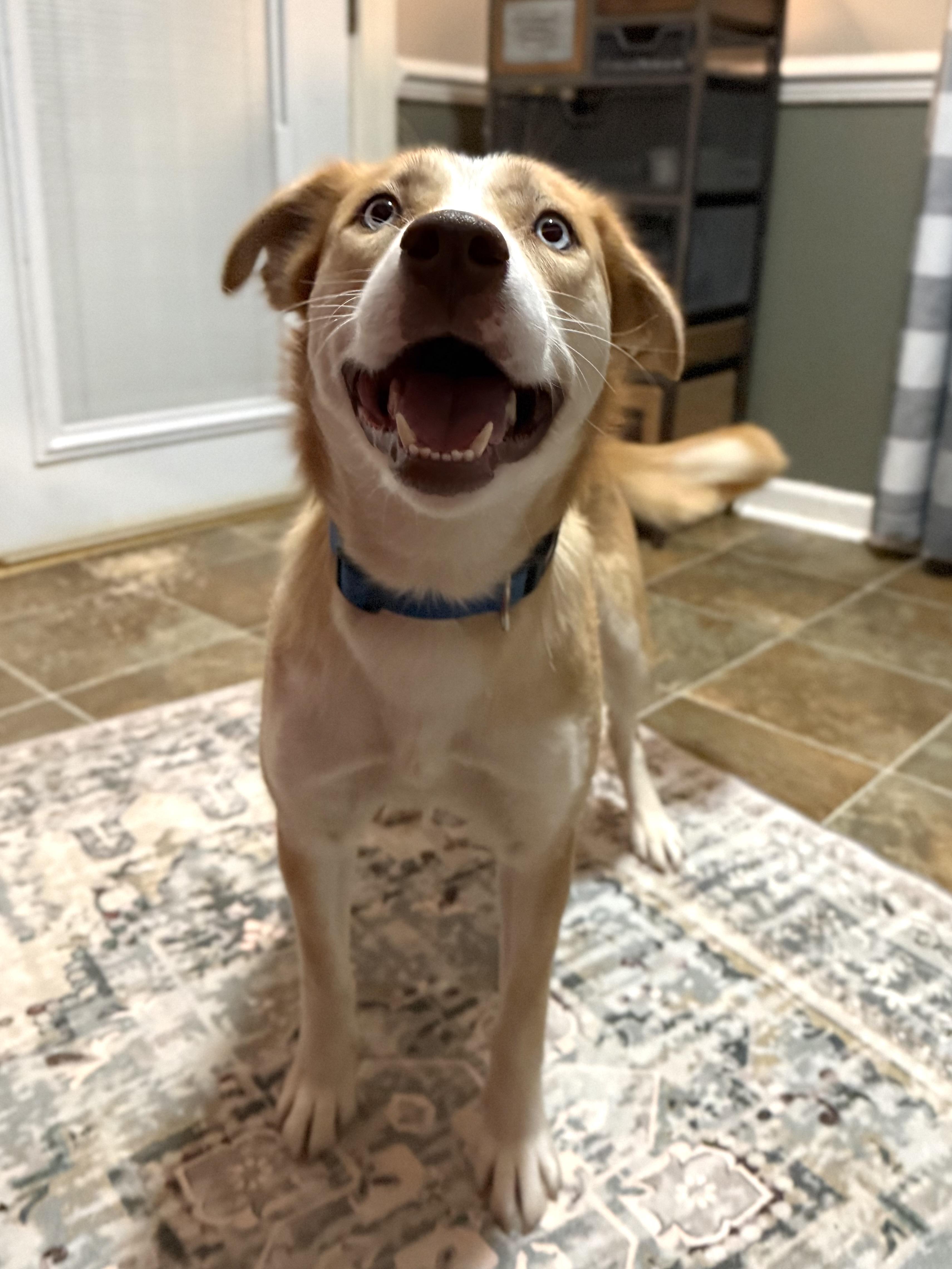 Faith, ADOPTABLE, Young Female Husky & Labrador Retriever.