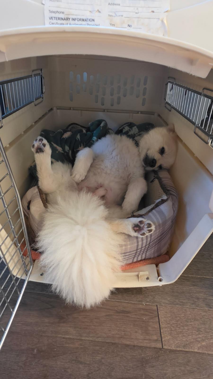 Mr Fluffy - Mr Personality- foster to adopt, a ADOPTABLE mixed breed in Cambridge, MA image 2/3
