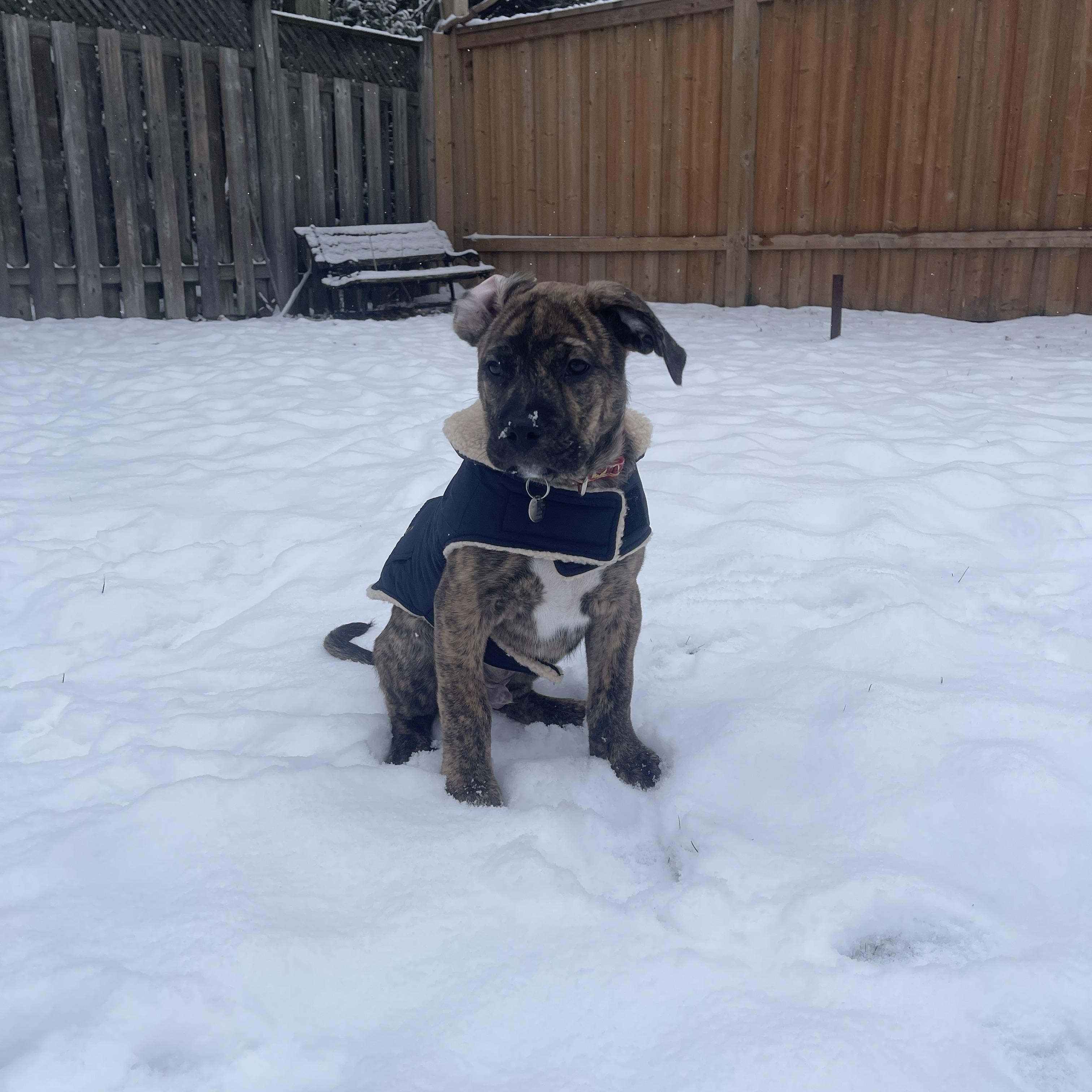 Enlarge Cruise, a ADOPTABLE Mixed Breed in Mississauga, ON image 2/6