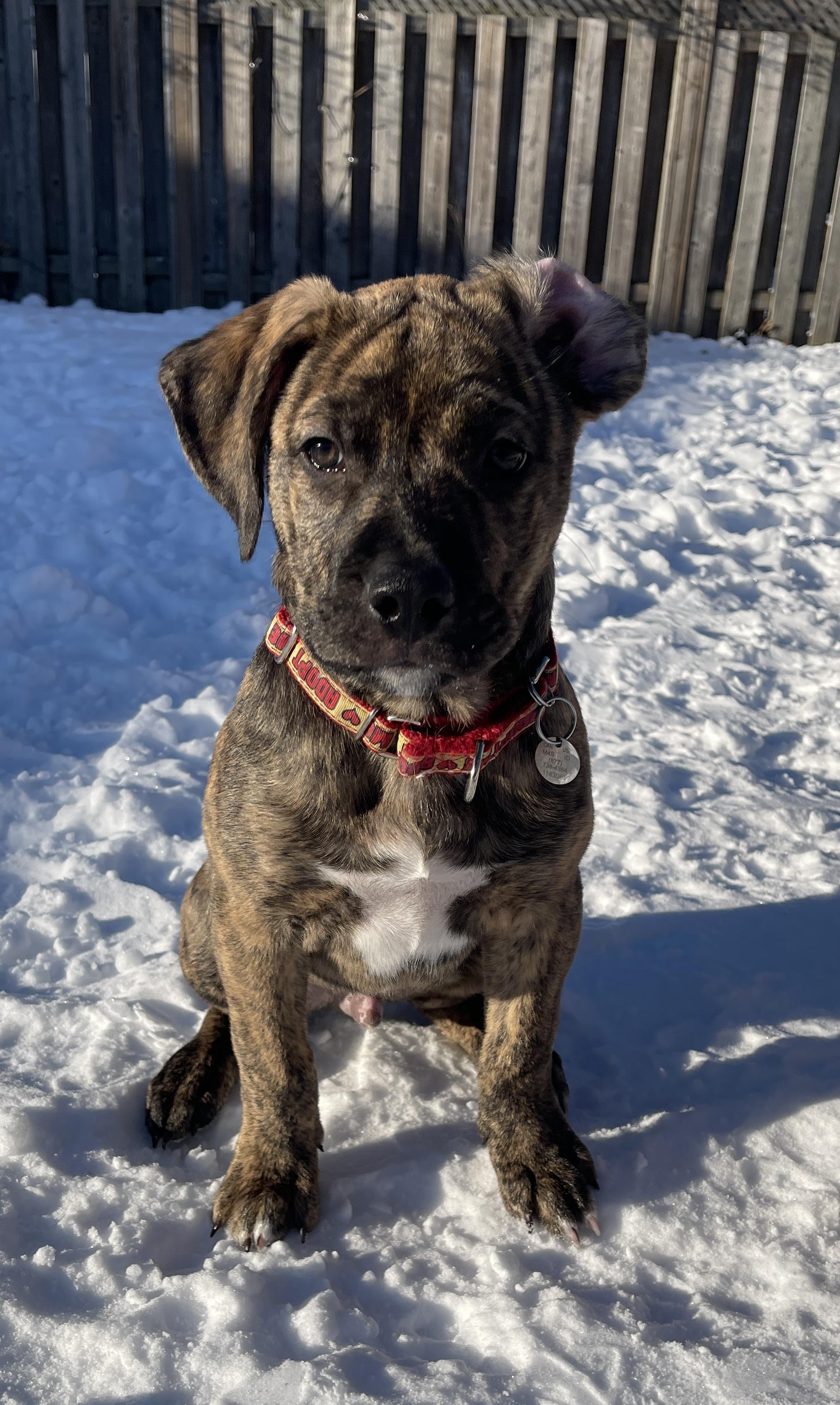 Enlarge Cruise, a ADOPTABLE Mixed Breed in Mississauga, ON image 1/6