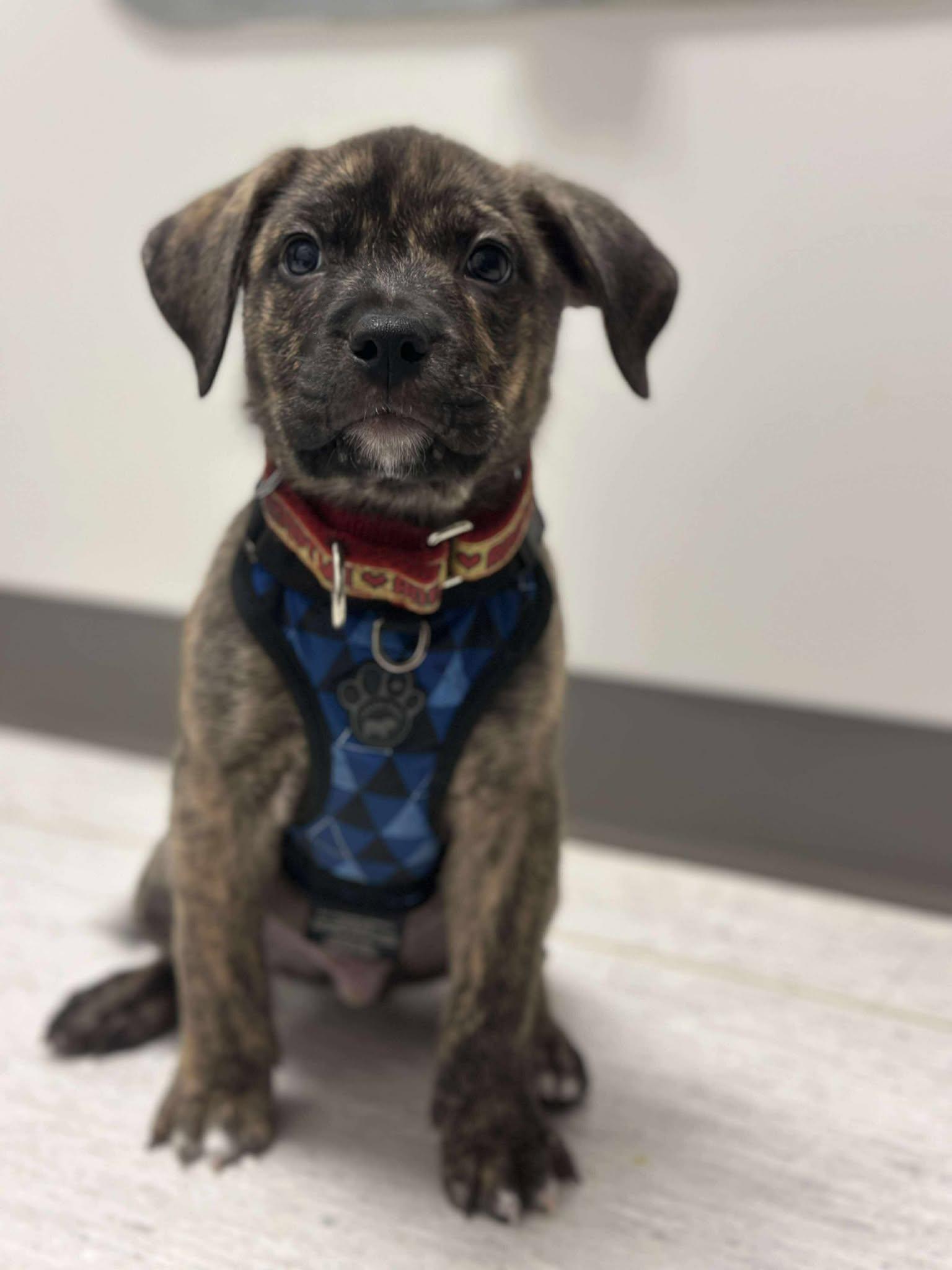 Enlarge Cruise, a ADOPTABLE Mixed Breed in Mississauga, ON image 4/6