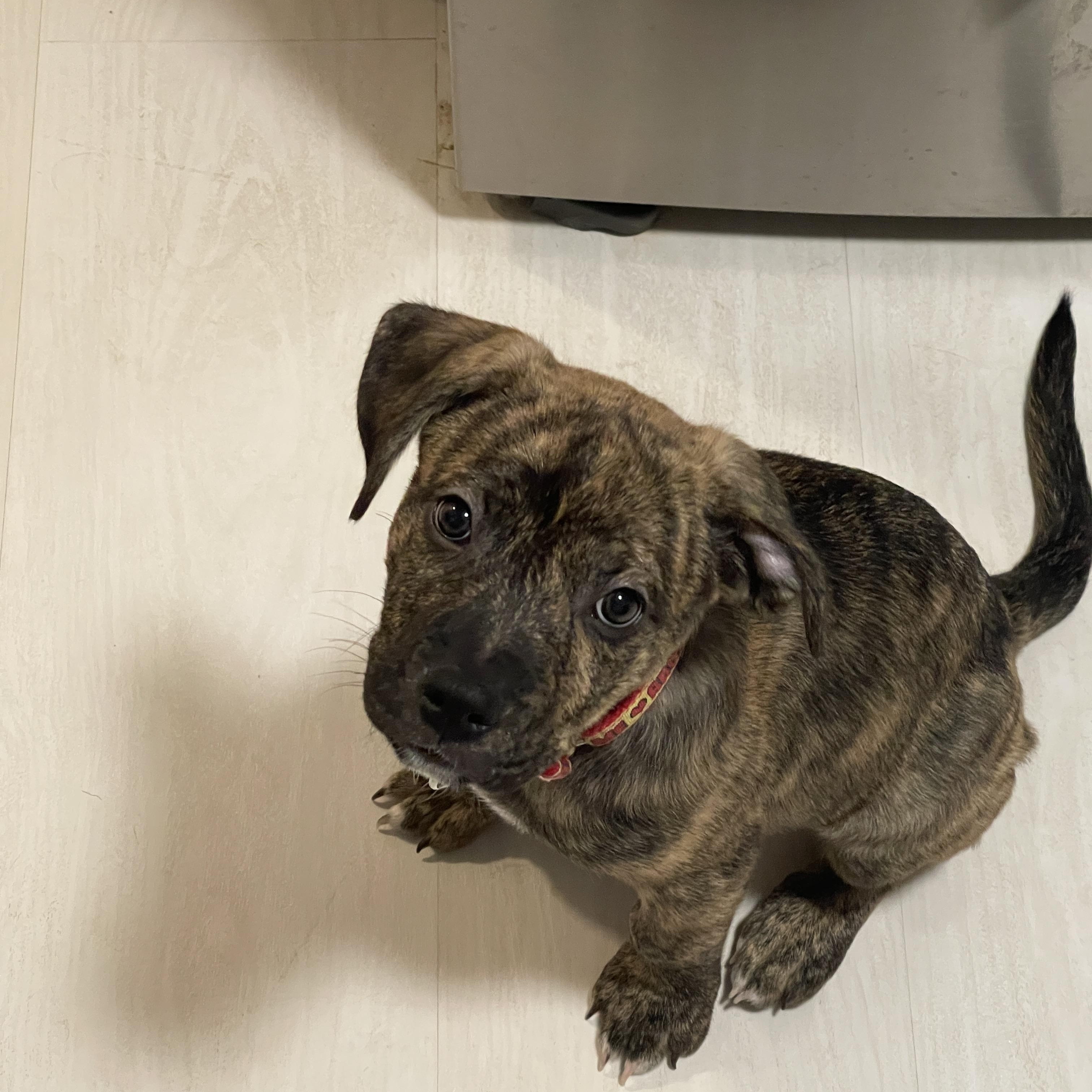 Enlarge Cruise, a ADOPTABLE Mixed Breed in Mississauga, ON image 3/6