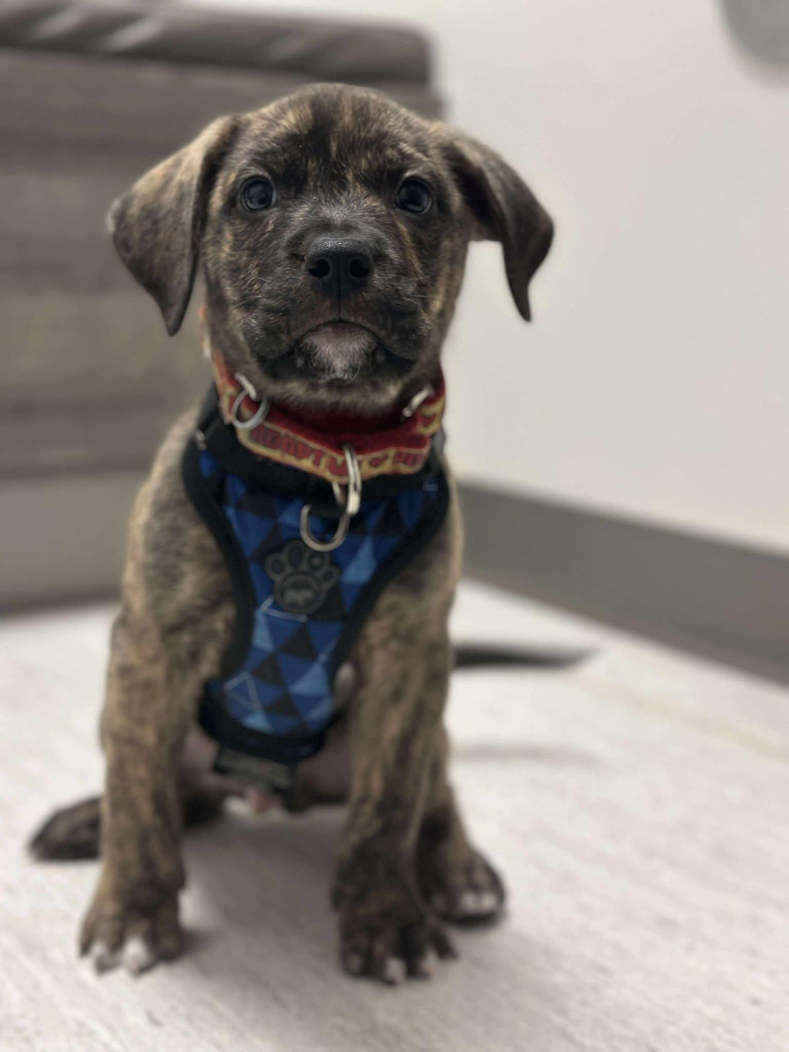 Enlarge Cruise, a ADOPTABLE Mixed Breed in Mississauga, ON image 5/6