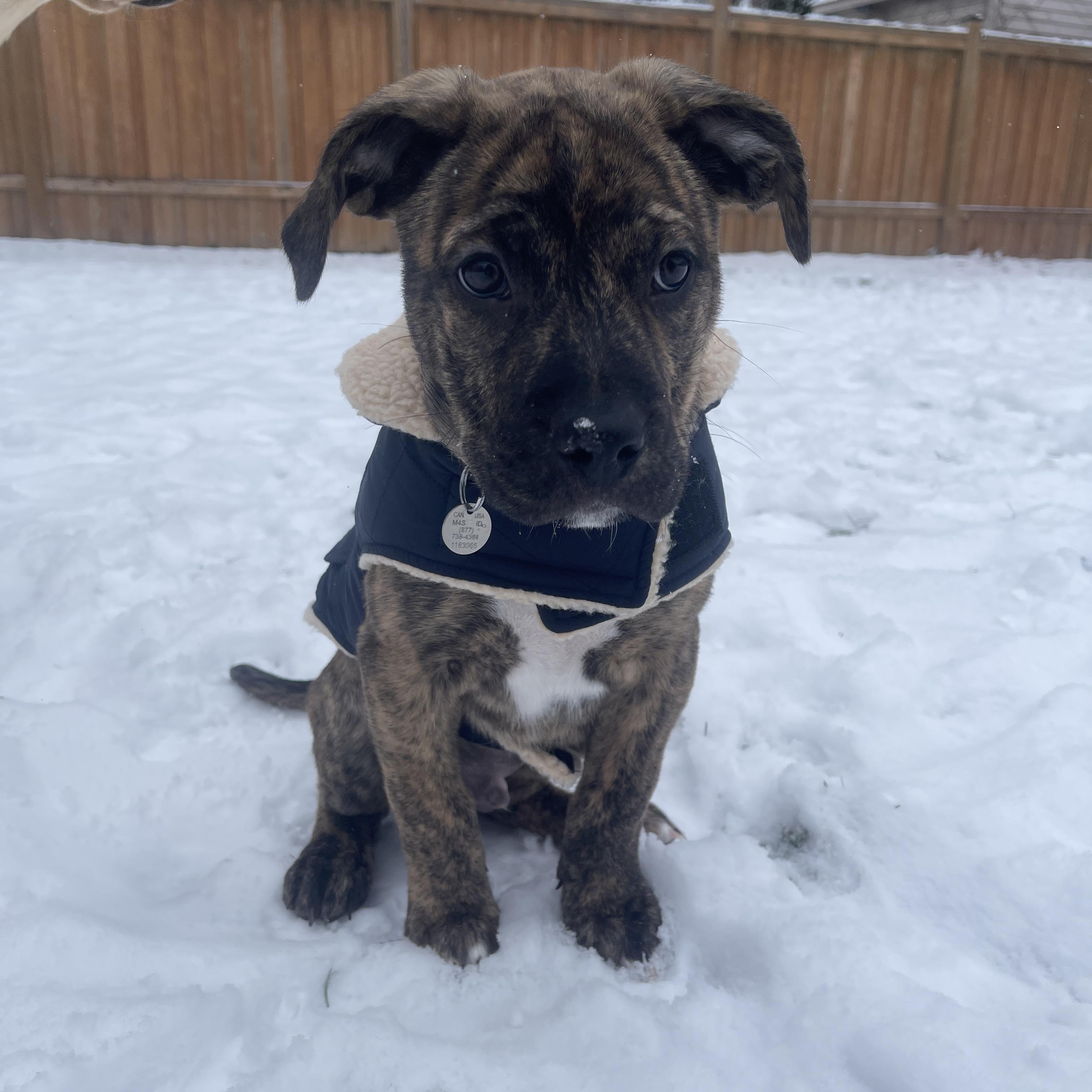 Enlarge Cruise, a ADOPTABLE Mixed Breed in Mississauga, ON image 6/6