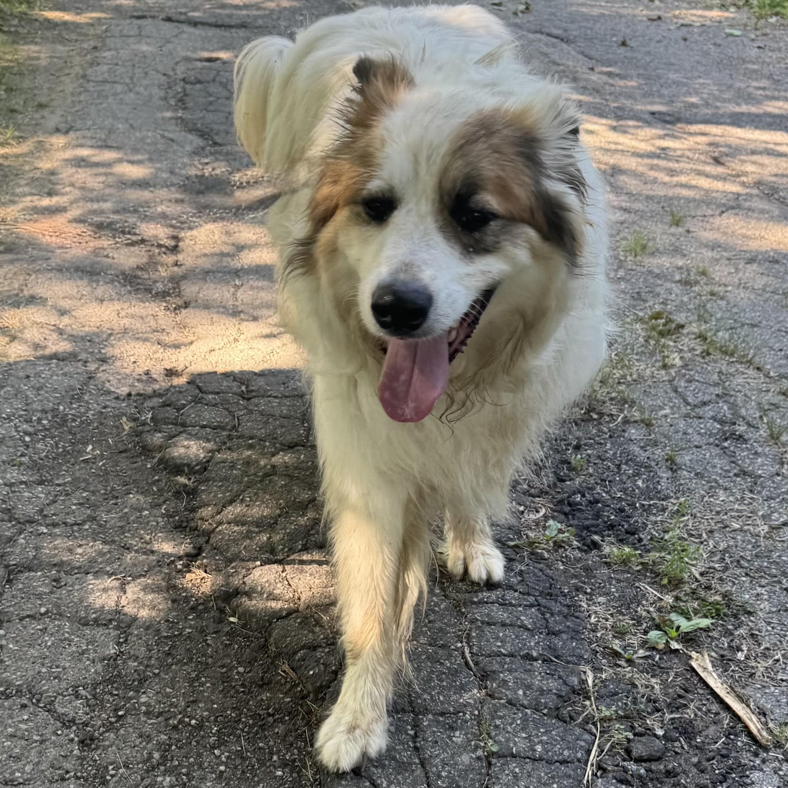 Enlarge Remi - New to Rescue - Great Pyrenees Mix - Foster Needed, a Adoptable mixed breed in Indianapolis, IN image 1/6
