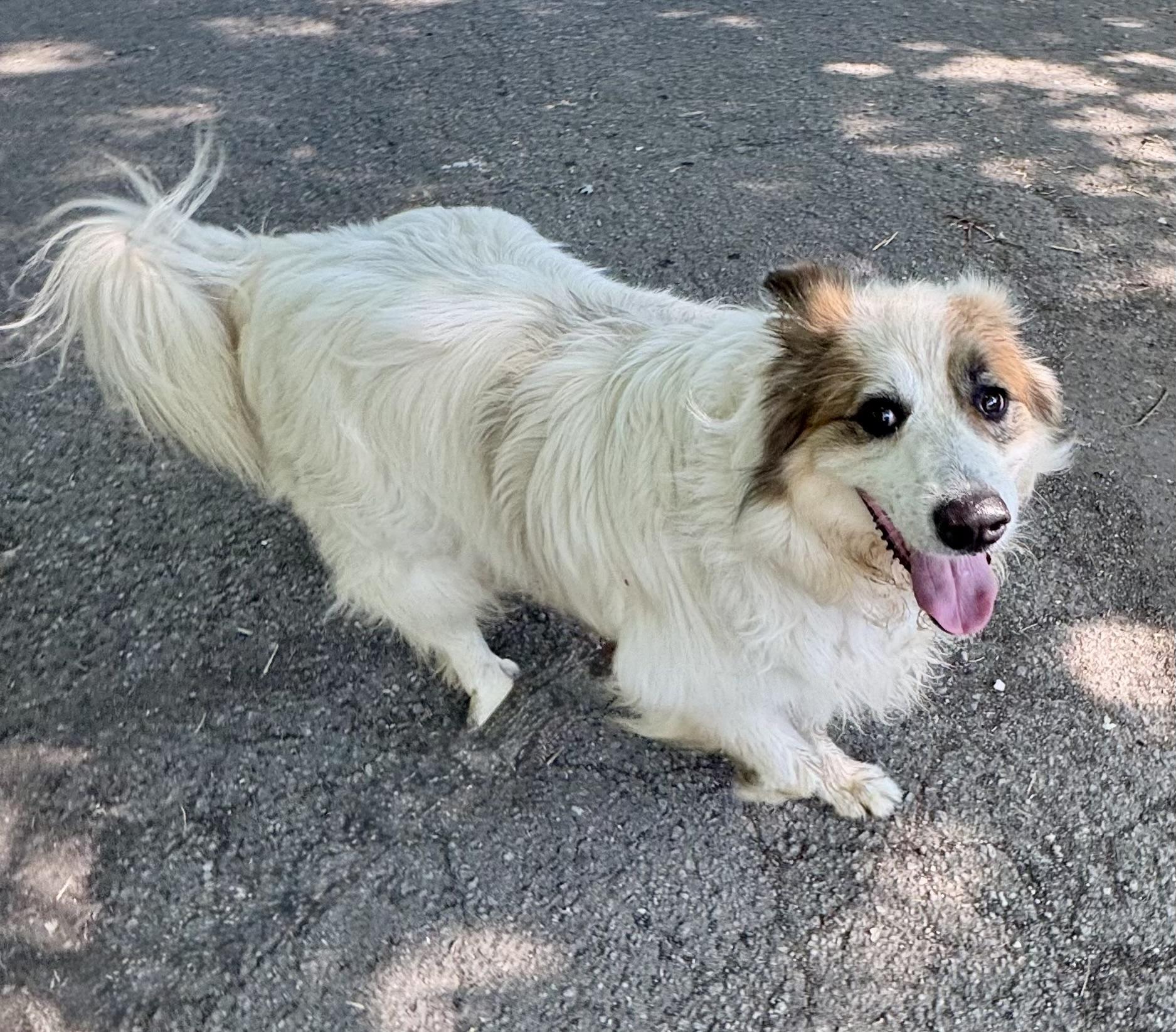 Remi - New to Rescue - Great Pyrenees Mix - Foster Needed, Adoptable, Adult Female Great Pyrenees.