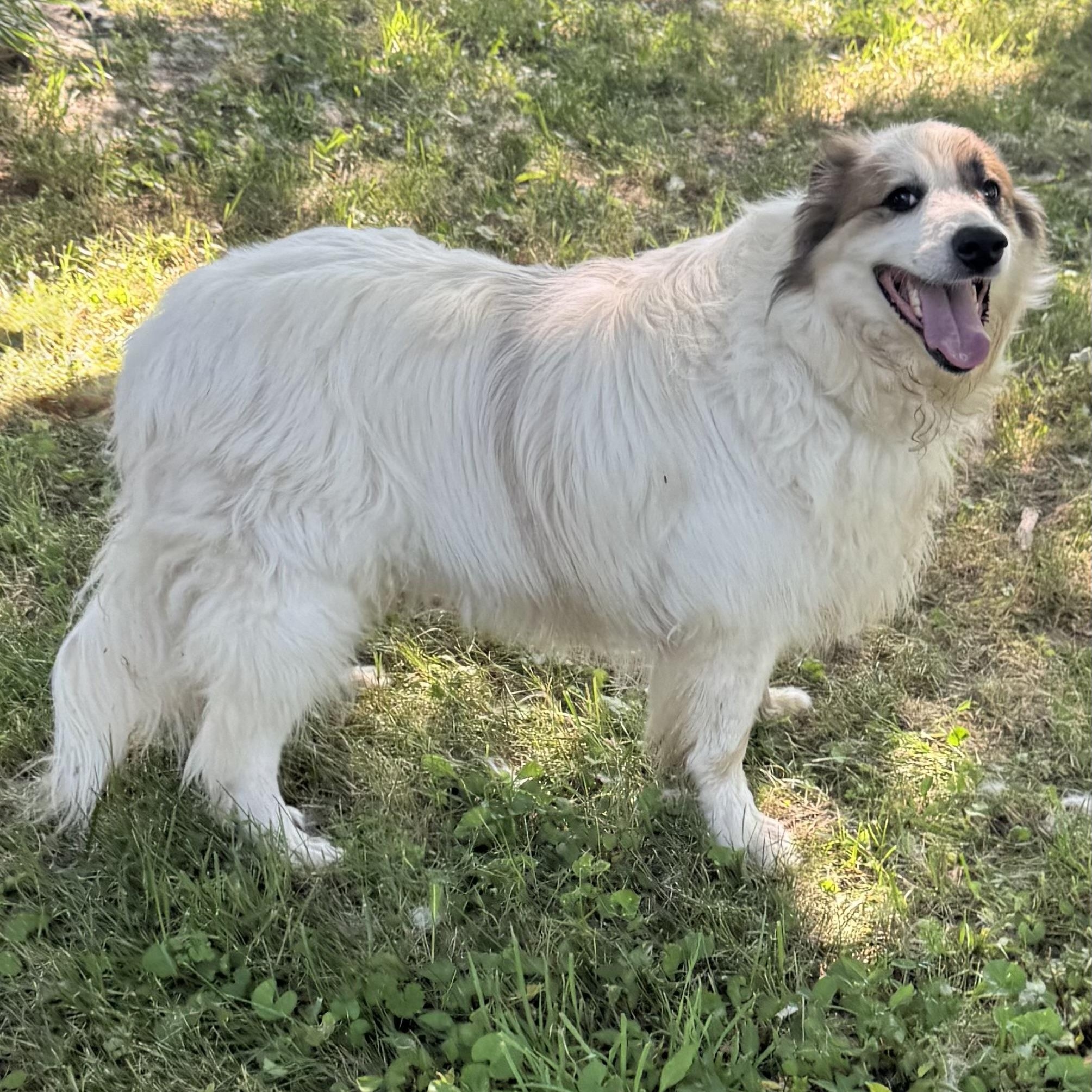 Enlarge Remi - New to Rescue - Great Pyrenees Mix - Foster Needed, a Adoptable mixed breed in Indianapolis, IN image 3/6