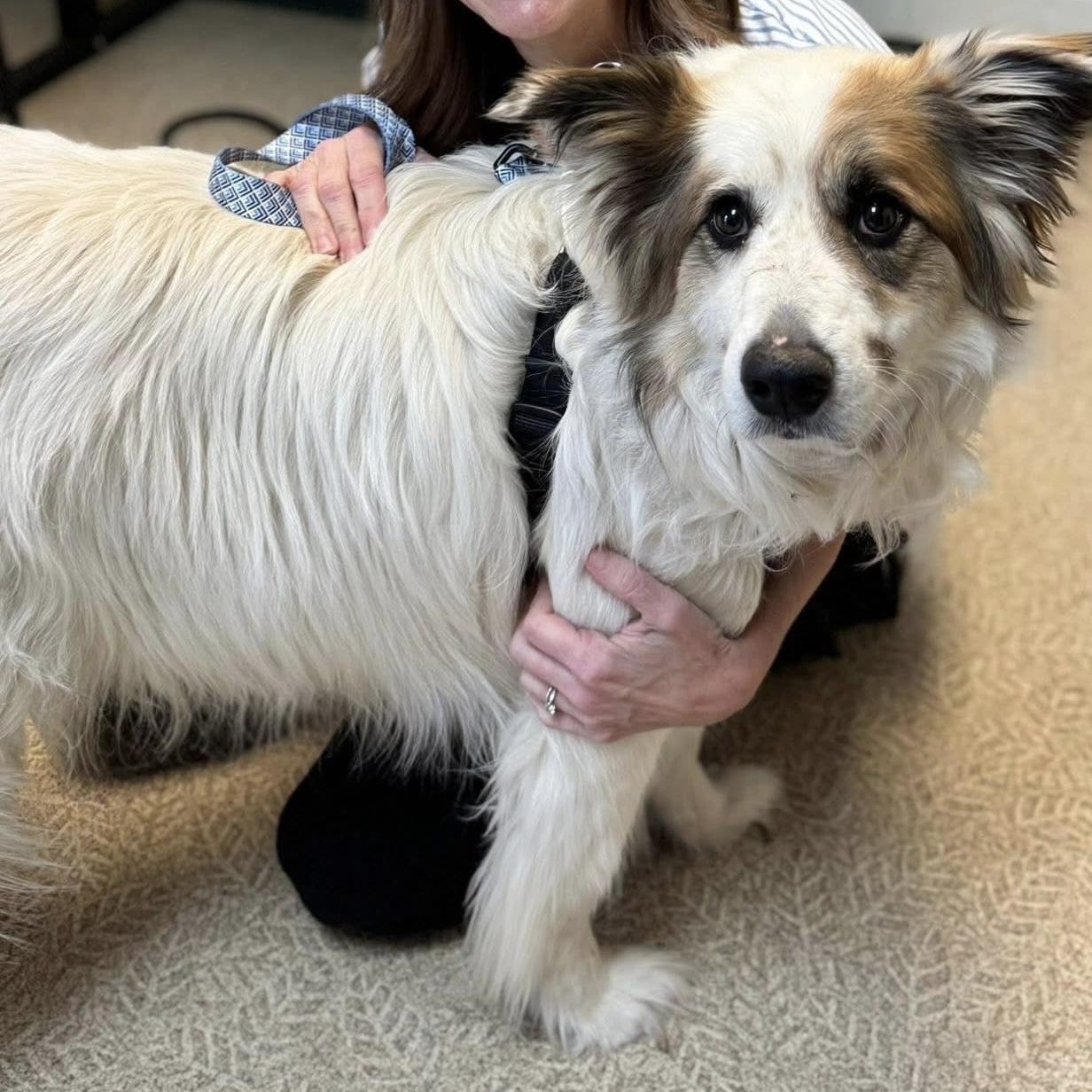 Remi - Great Pyrenees Mix - Foster Needed — thumbnail 4