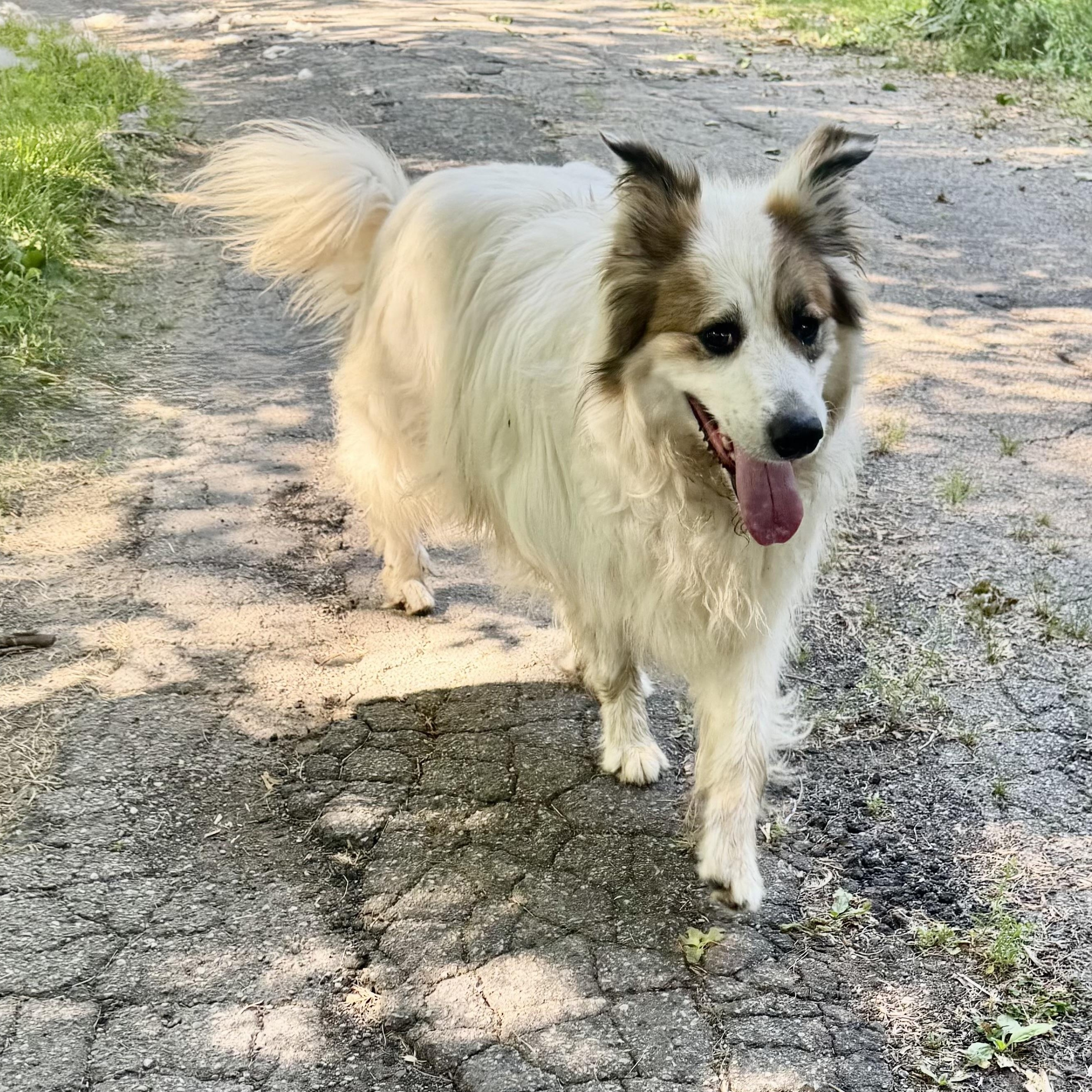 Enlarge Remi - New to Rescue - Great Pyrenees Mix - Foster Needed, a Adoptable mixed breed in Indianapolis, IN image 5/6