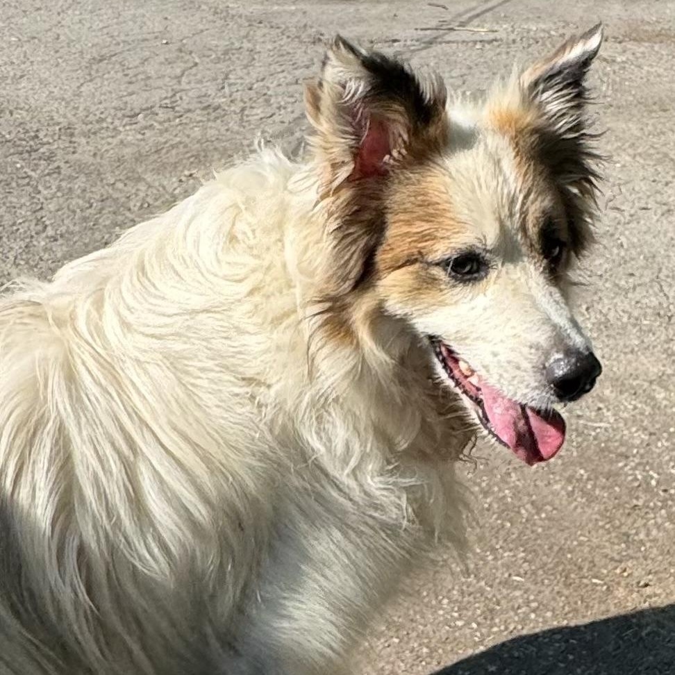 Enlarge Remi - New to Rescue - Great Pyrenees Mix - Foster Needed, a Adoptable mixed breed in Indianapolis, IN image 6/6