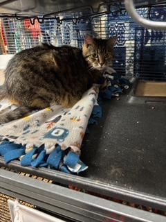 Butterball, Adoptable, Young Female Domestic Short Hair.