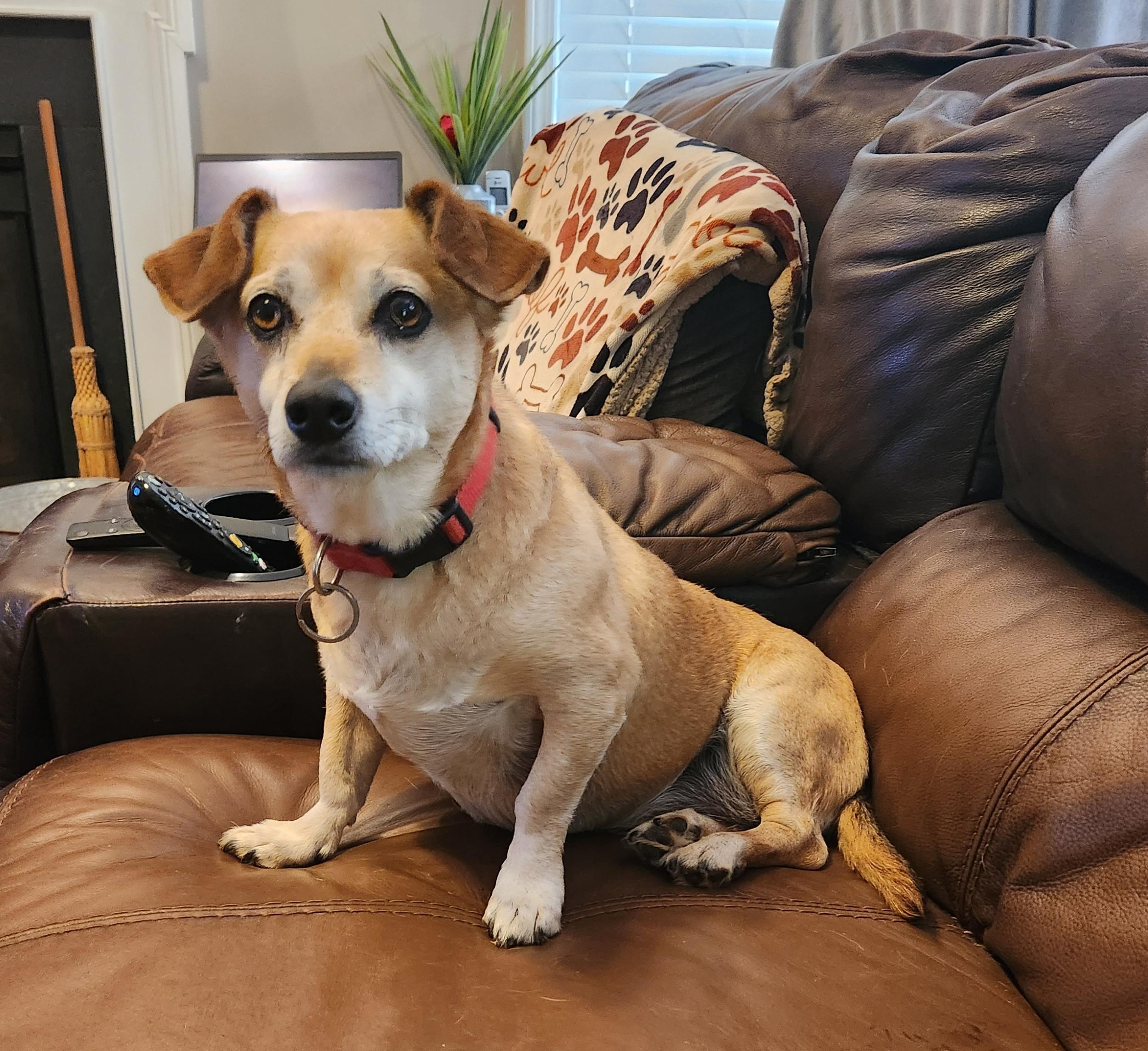 Enlarge JAX--REDUCED FEE!!, a Adoptable mixed breed in Troutman, NC image 1/6