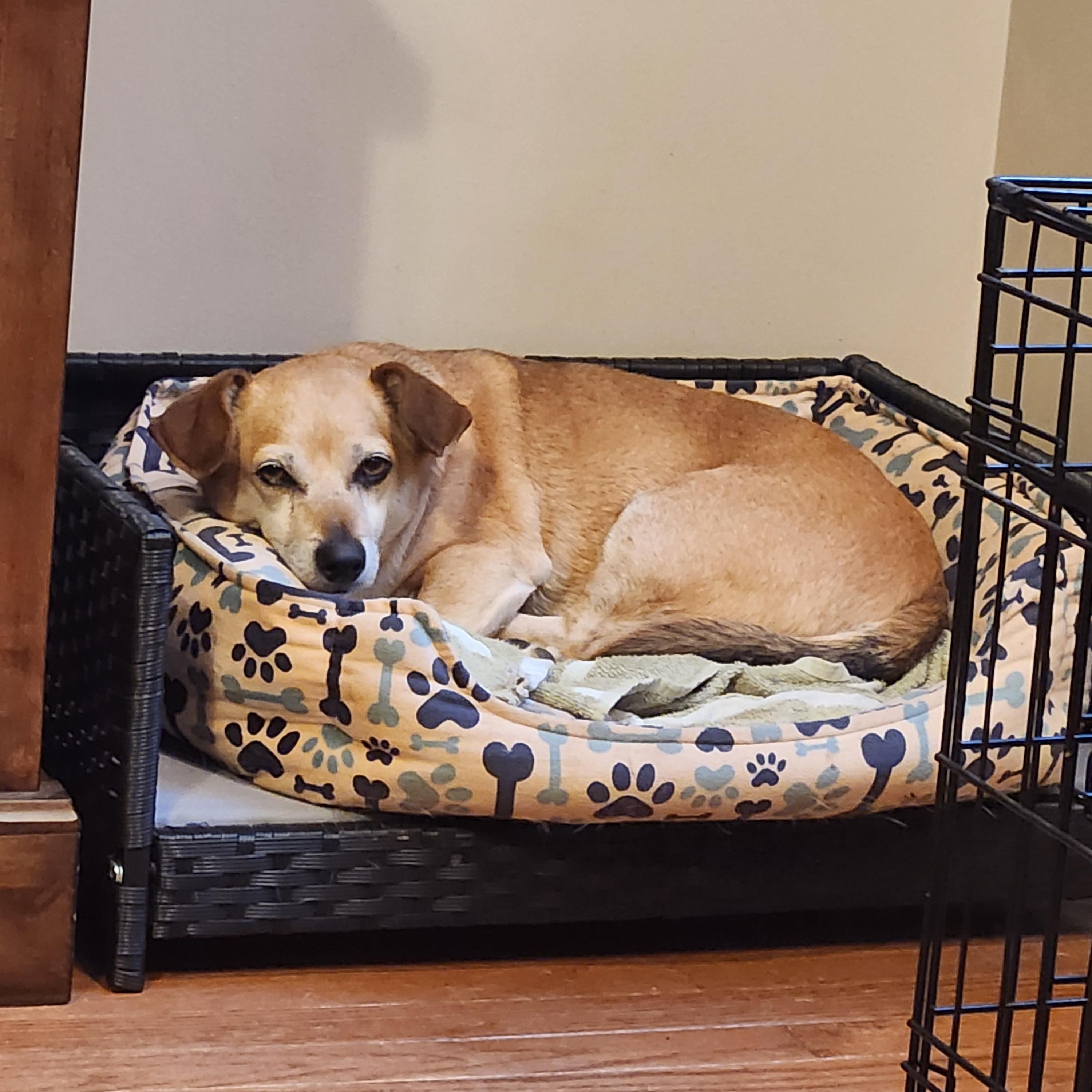 Enlarge JAX--REDUCED FEE!!, a Adoptable mixed breed in Troutman, NC image 2/6