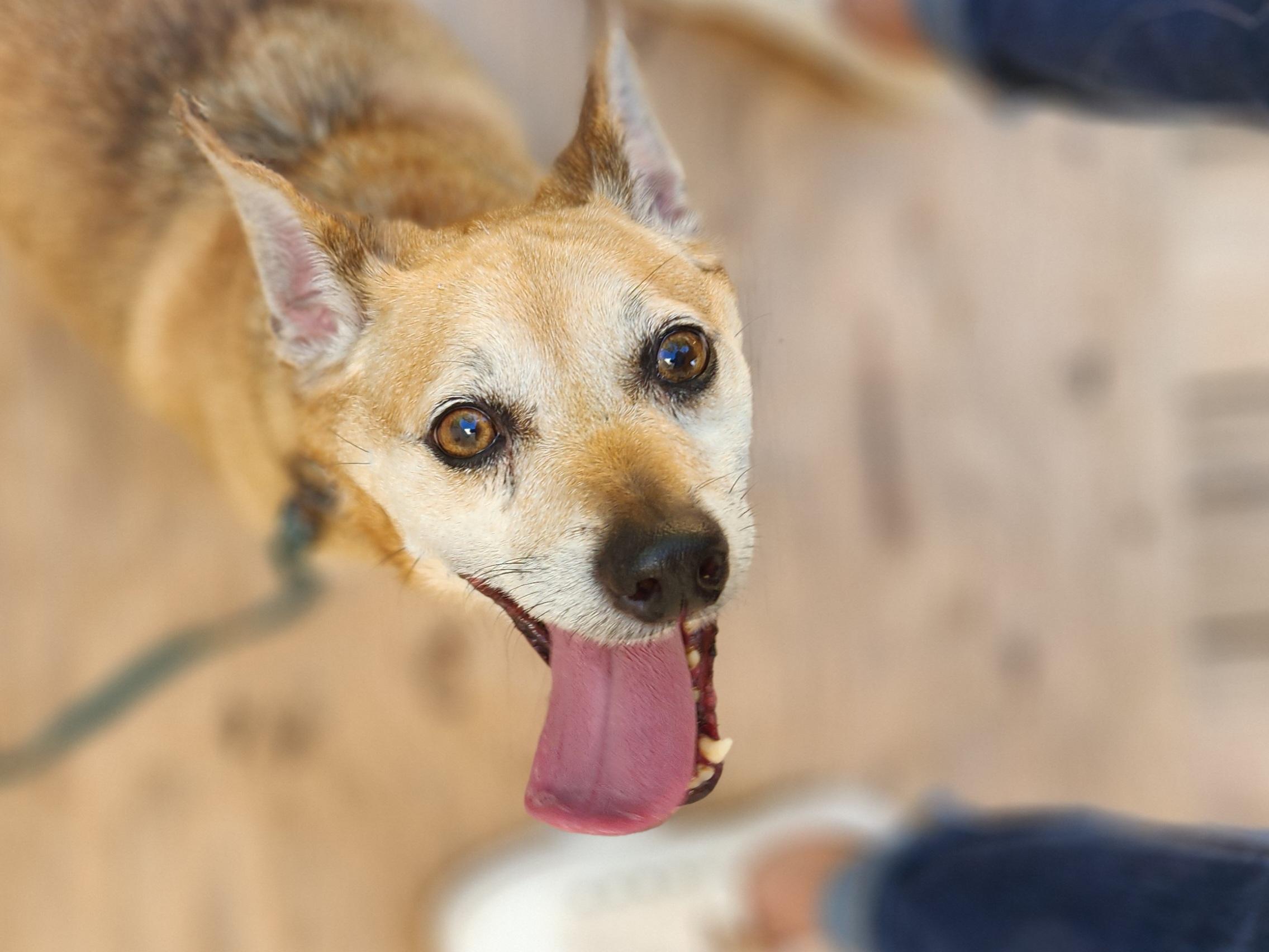 Enlarge JAX--REDUCED FEE!!, a Adoptable mixed breed in Troutman, NC image 6/6