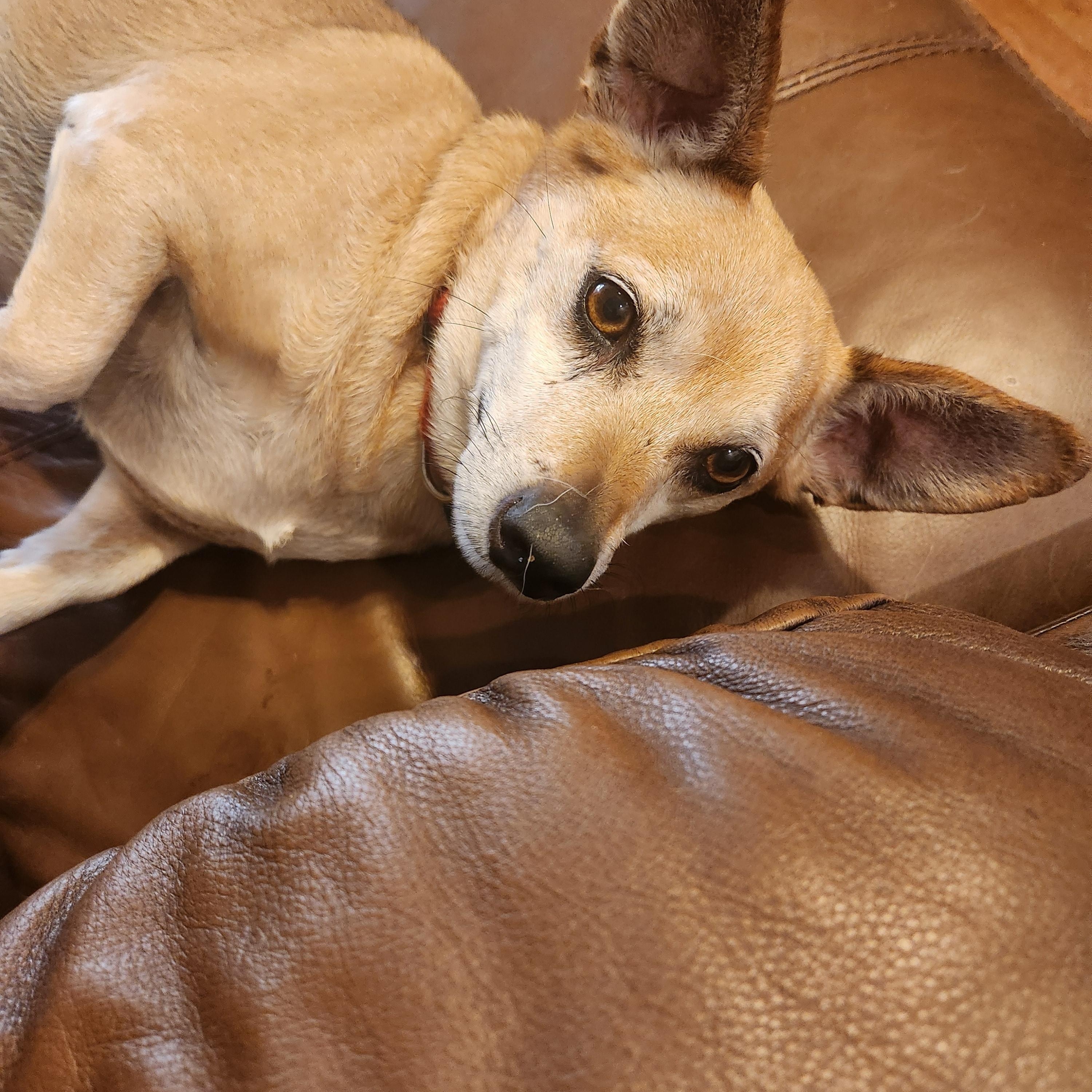 Jaxreduced Fee!! thumbnail 4