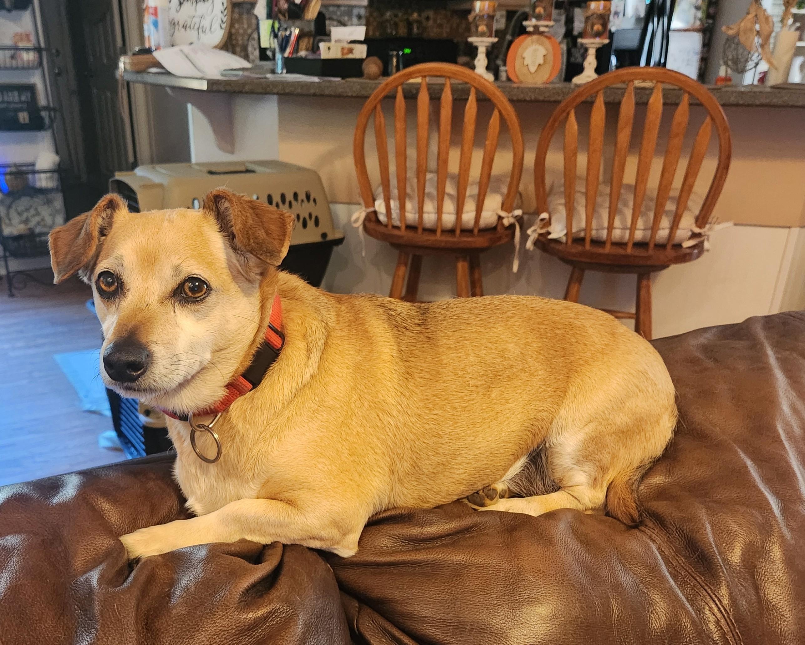 Enlarge JAX--REDUCED FEE!!, a Adoptable mixed breed in Troutman, NC image 3/6