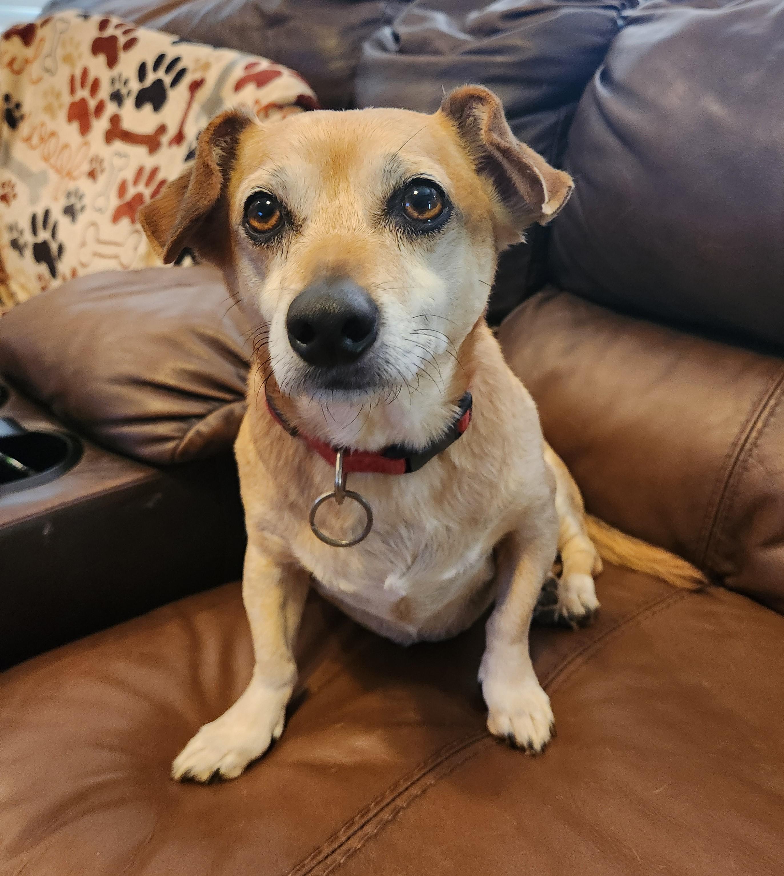 Enlarge JAX--REDUCED FEE!!, a Adoptable mixed breed in Troutman, NC image 5/6