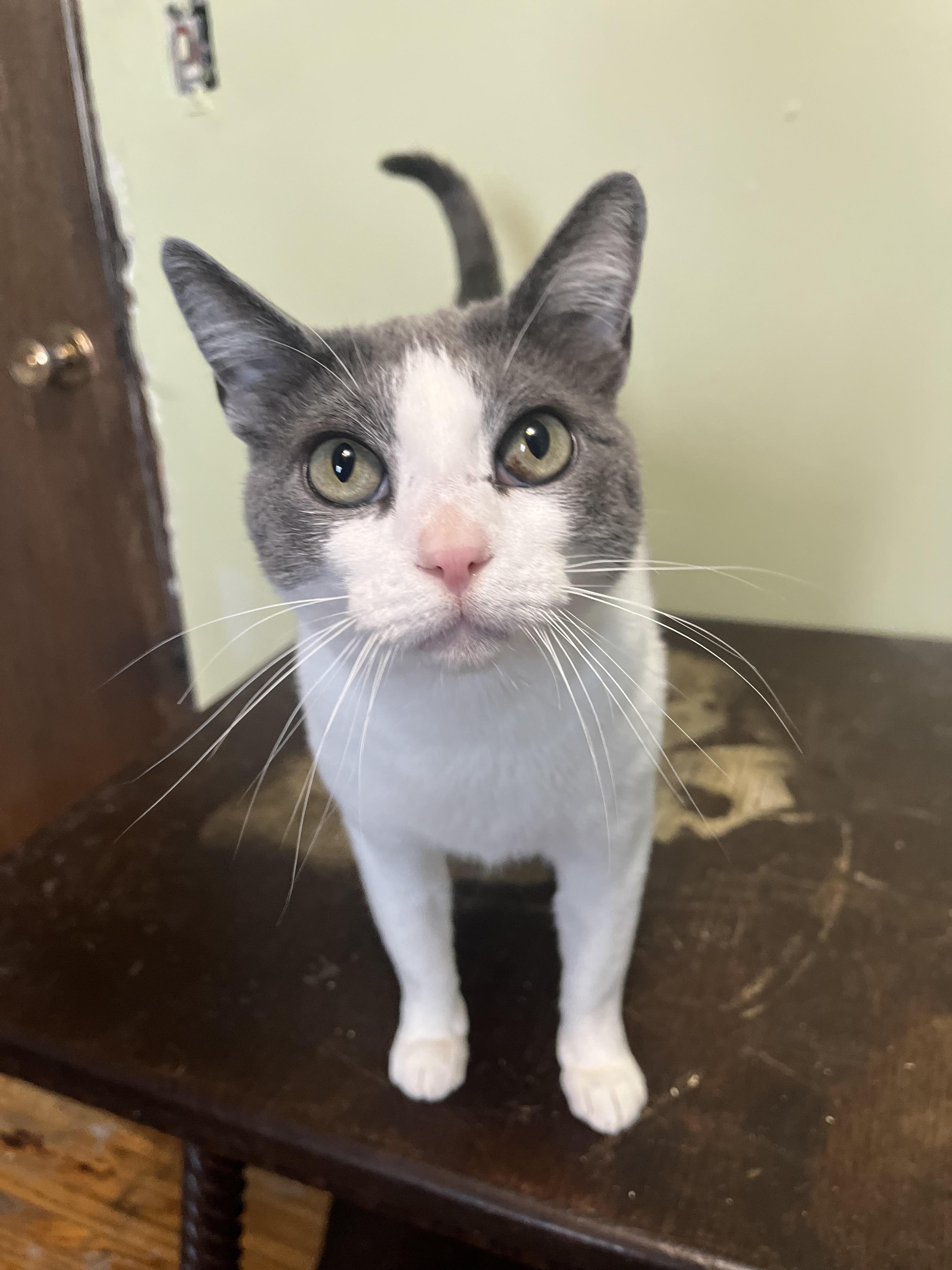 Enlarge Sadie 2, a Adoptable Domestic Short Hair in BURNABY, BC image 1/1