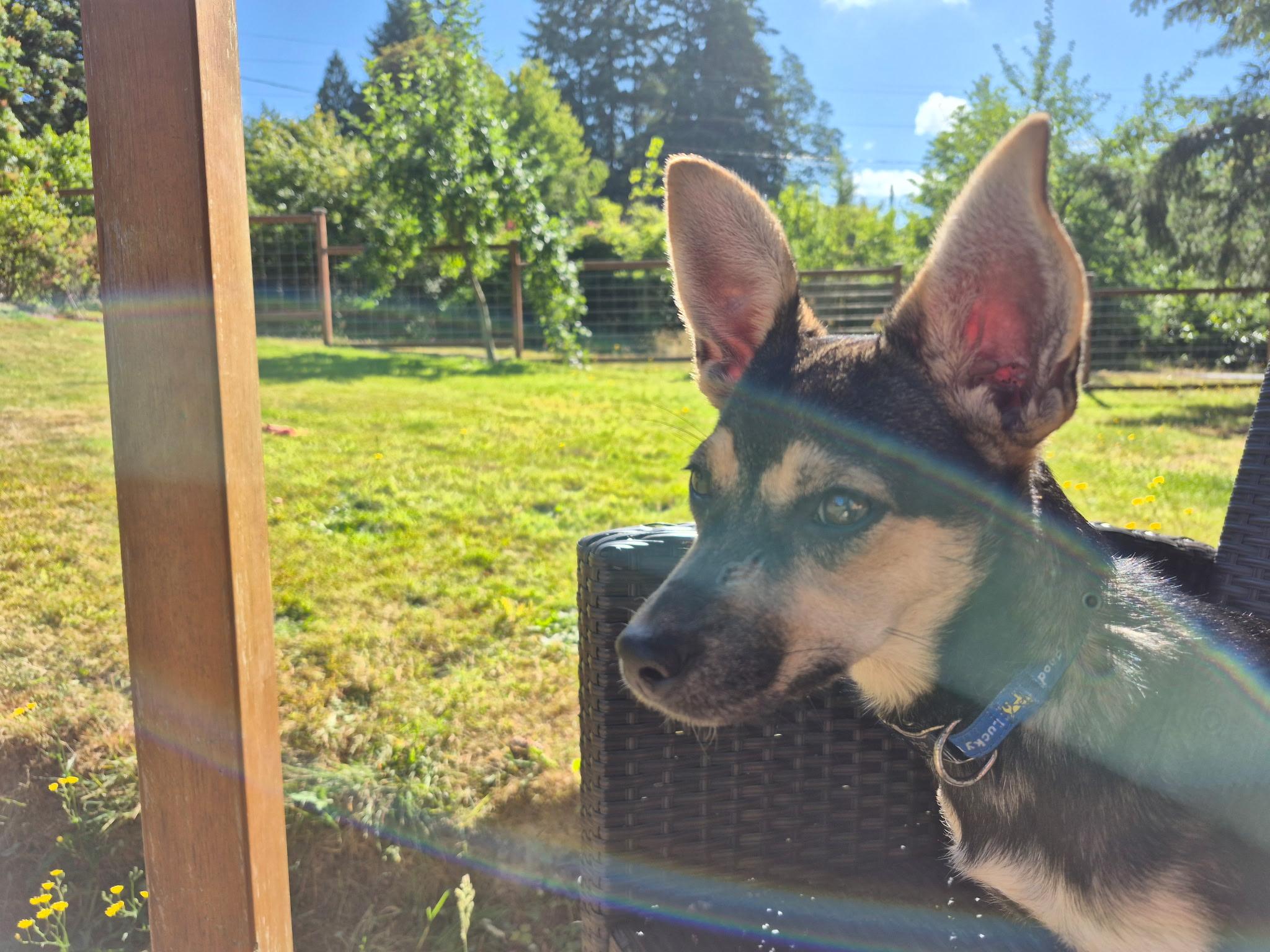 Enlarge Belle, an adoptable mixed breed in Olympia, WA image 2/4